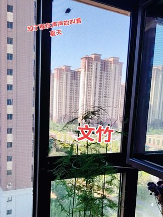 #文竹#看窗外的世界 #阳台上的风景 #绿植 和大自然和平共处