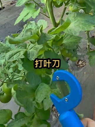 打叶神器 西红柿打叶神器,打叶快速方便,前面档口设计,不伤其他枝叶,打叶伤口小,快速愈合,防止腐烂招病毒.#西红柿种植 #番茄种植 #寿光蔬菜 #打叶神器 #蔬菜大棚