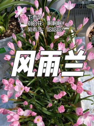 一场风雨一场兰,雨后绽放更芬芳!又到了种植风雨兰的季节,它皮实好养。 ,种植超简单,不挑土质,耐旱耐涝,种球埋土浇透水,轻松爆花!新手也能打造梦幻花园,风雨愈狂,花开愈旺!让您的阳台雨后惊艳!#花卉绿植 #爱生活爱养花 #养花 #家庭养花 #风雨兰
