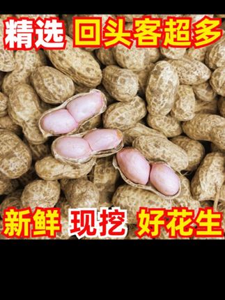 现挖新鲜花生带壳湿花生安徽现挖湿花生5斤3斤1.5斤批发#优质农产品 #舌尖上的味道 #快来一起尝个鲜 #健康食材 #现摘现吃才是最新鲜的