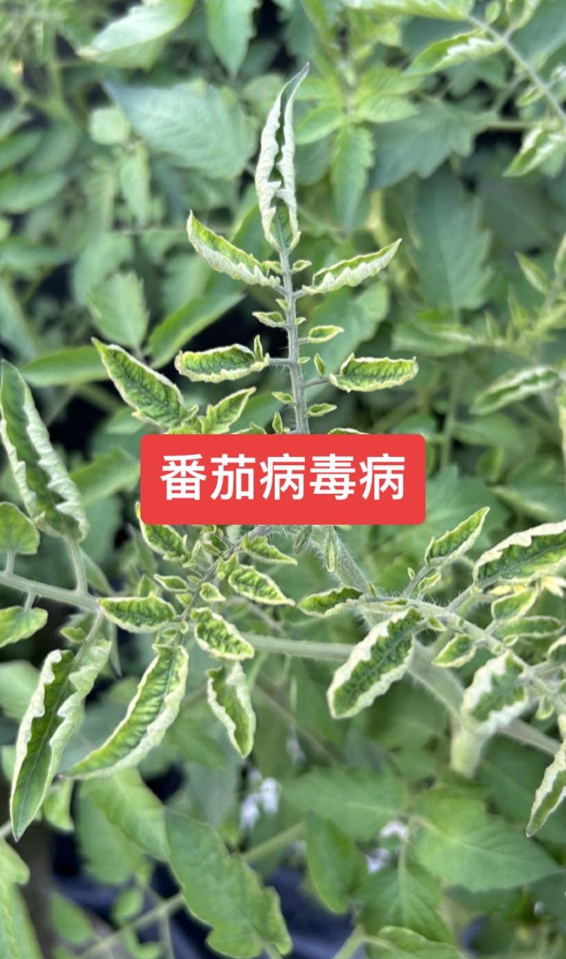 打病毒病有效防治配方#病害防治 #病害#病毒病 #病毒病防治 #番茄