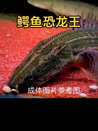 #鳄鱼恐龙王 喜欢的小黄车