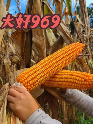#我要上热门 #斯包谷 #玉米种子怎么选 #高产玉米种子