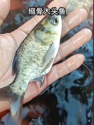 养鱼党看过来!这款缩骨大头鱼苗太适合入手了!头大身短品相正,游动灵活活力足,挑的都是无外伤、体质健壮的好苗。它抗病性强,对水质适应范围宽,新手也能轻松上手。生长周期适中,养大后做剁椒鱼头超绝,专业包装运输,到手成活率有保障~ 1. #缩骨大头鱼 2. #大头鱼苗 3. #剁椒鱼头专用鱼 4. #鱼苗批发 5.#水产养殖