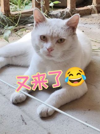 彻底赖到我家了😂