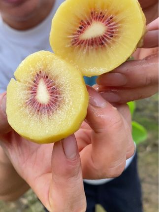 你们吃过正宗四川蒲江红心猕猴桃吗 比普通猕猴桃更甜更好吃!#应季水果 #猕猴桃 #红心猕猴桃