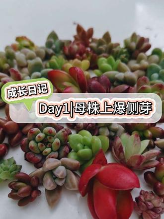365天移苗计划|Day1 多肉成株长出的侧芽掰下来住进饭盒里#真实生活分享计划 #抖音宝藏生活家 #我的家里不能没有植物 #多肉植物 #侧芽