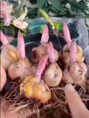荷兰进口路德维纳百合种球,阳台盆栽庭院地栽都可以浓香型花卉进口种球耐寒带芽重瓣百合花