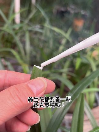 兰花分苗切口涂抹,达克灵精必备#兰花种植 #养兰人 #兰花分苗必备