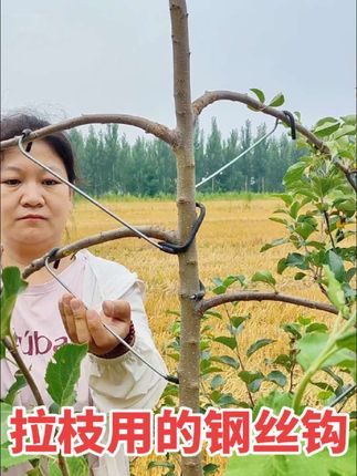 果树拉枝用的钢丝钩果树拉枝器。省力好用效率高。#果树种植技术交流 #果树拉枝 #拉枝神器 #苹果树 #自家果园
