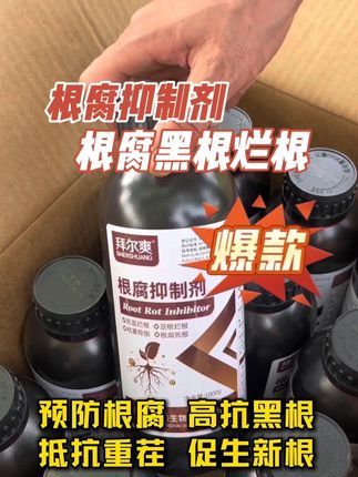 高温高湿雨水频繁,农作物的根腐黑根烂根频发,一定要及时做好预防工作#强烈推荐 #根腐抑制剂 #拜尔爽 #三农种植 #根腐