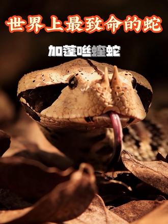 第2集|世界上最致命的蛇#创作者中心 #创作灵感 #动物解说#毒蛇🐍
