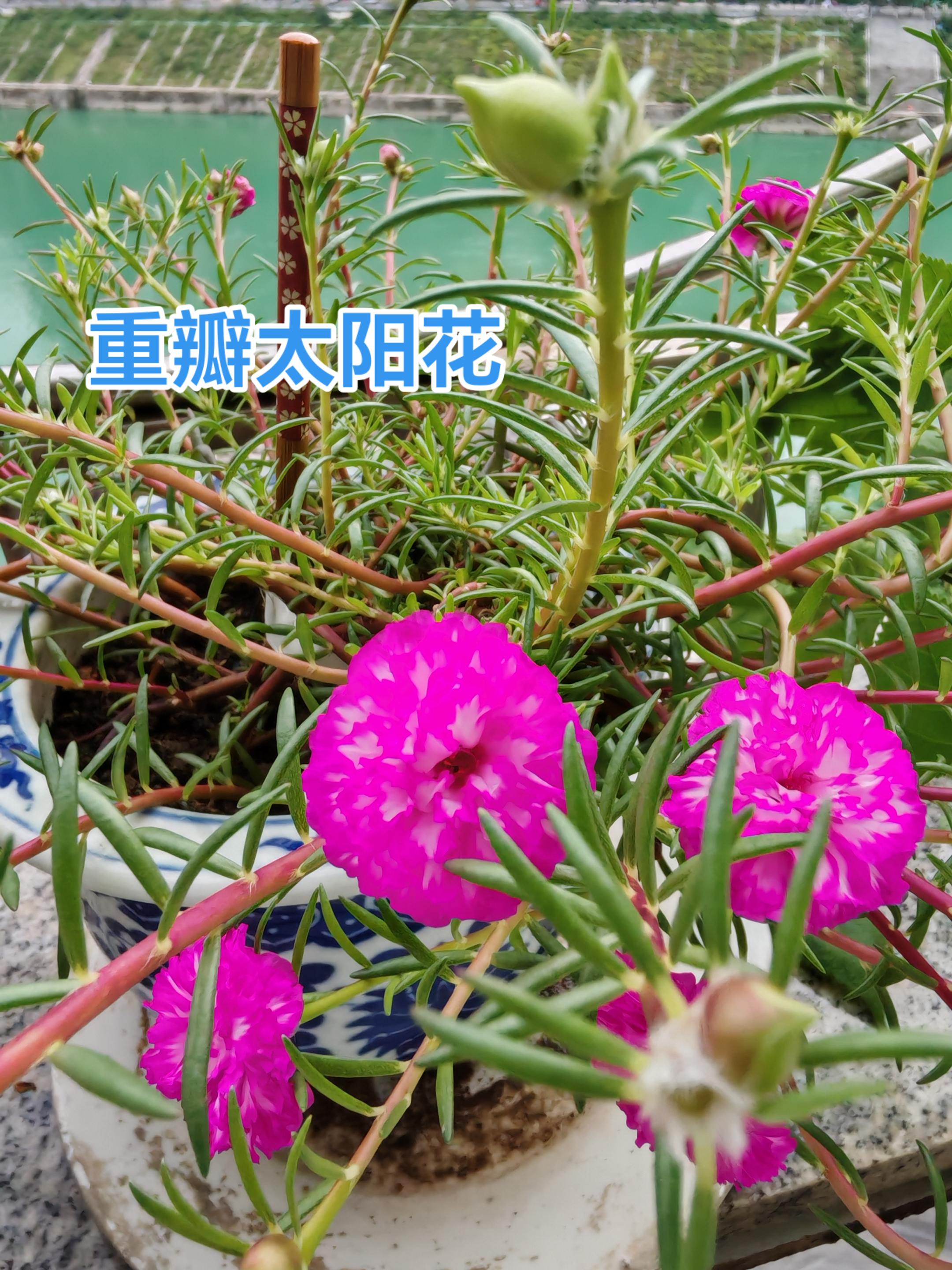 重瓣太阳花开花不断#爱生活爱养花 #阳台养花 #重瓣太阳花 #我的花花草草🌸🌸 #太阳花