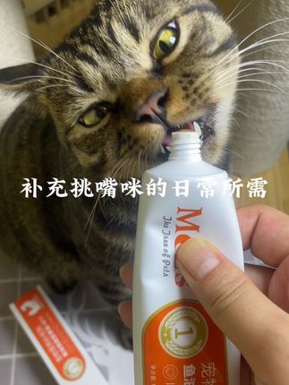 宠物营养膏,养成小猪咪#吃货猫 #养猫人 #宠物营养膏 #科学养宠攻略