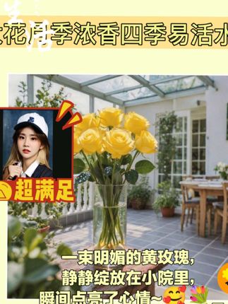 浓香月季,四季种植超棒🤩 家人们,大花月季来啦!浓香四溢,四季可种,水培土培都超简单,耐寒耐热易活,种上就能收获满满浪漫,赶紧入手吧!