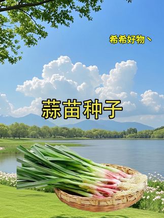 蒜苗种子,不起筋不抽苔,快来试试吧#种菜 #蒜苔种子