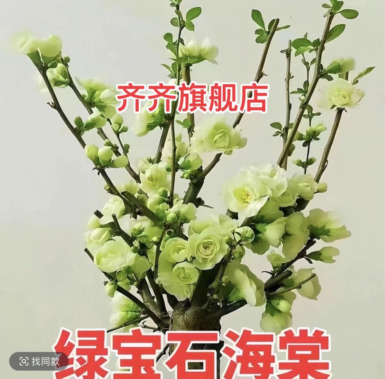 #绿海棠绿宝石 阳台庭院种植耐寒耐热#花卉 #花卉绿植 #庭院花卉 #爱养花