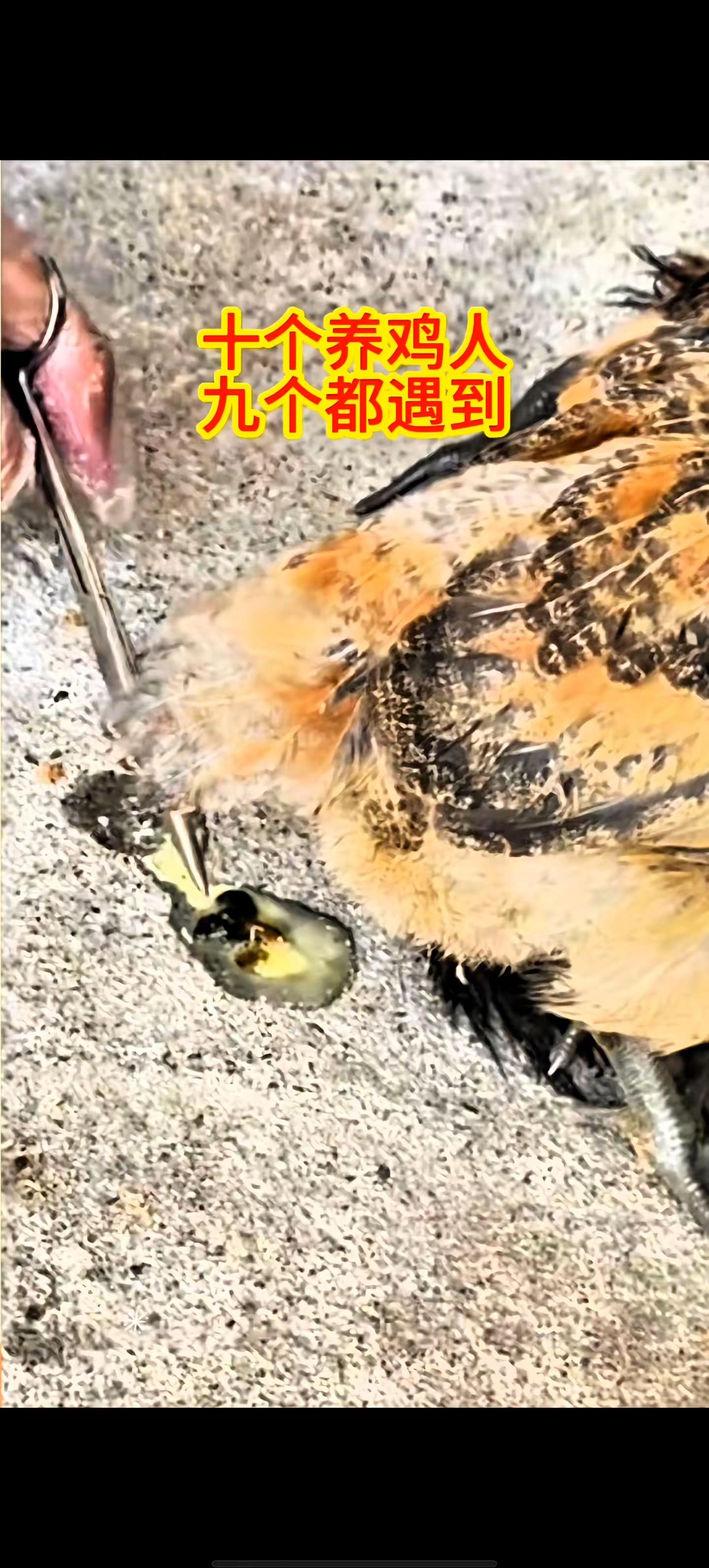 阎王手里夺鸡命#鸡病防治 #禽病防治 #鸡感冒 #科学养鸡 #养鸡人