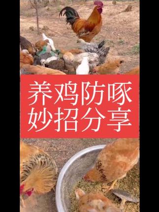 养鸡防啄小妙招#防啄 #养鸡小妙招 #散养土鸡