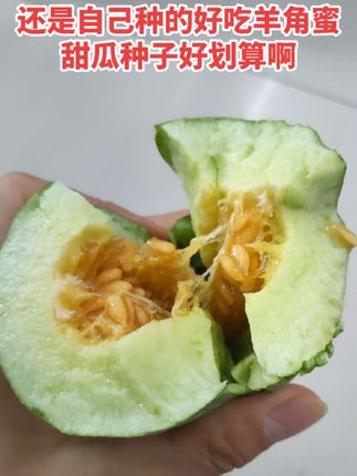 #创作灵感 自己种的好吃!#羊角蜜甜瓜 #种子