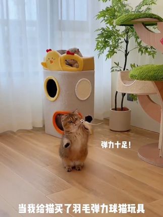 有了这个逗猫神器,猫咪再也不会闷闷不乐了! #萌宠好物#猫玩具#逗猫神器#逗猫#猫咪玩具