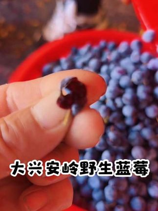大兴安岭野生嘟柿果,熟透了 运输过程中破皮出汁,介意勿拍