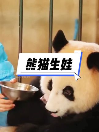 熊猫妈妈艰难生宝宝,这么小的宝宝居然要费这么大劲,也难怪野外生存几率很低了,当妈妈的都太不容易了 #可爱的大熊猫 #动物世界 #野生动物