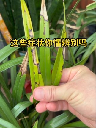 教你辨别兰花常见的几种病害#兰花 #兰花日常管理 #病虫害防治 #黑斑病 #养花小知识