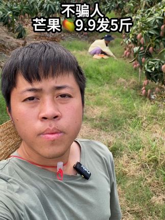 #贵妃芒 #星乡村星农人 #乡村英才计划 #攀枝花高山采摘彩虹芒果