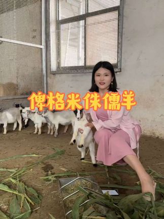 俾格米侏儒羊 世界上最小的山羊#羊 #俾格米侏儒羊#侏儒羊#宠物羊 @DOU+小助手 @抖音小助手