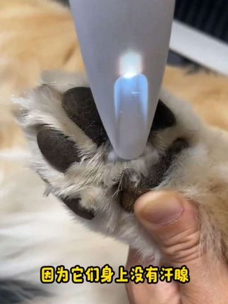 #猫咪脚毛剃毛器 #宠物猫咪剃毛器狗狗专用电推剪脚掌剪毛神器脚毛电推子狗毛修剪器#宠物剃毛器#萌宠好物@抖音小助手