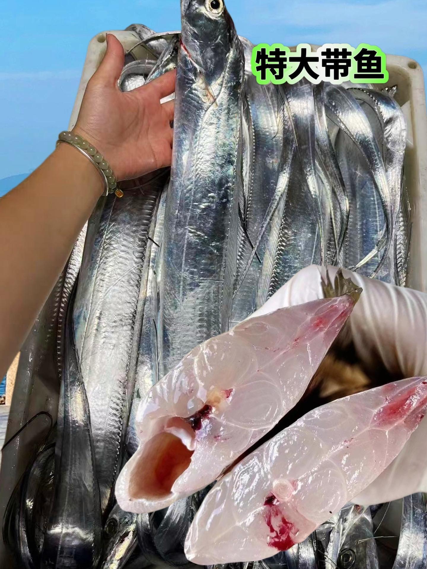 #超大带鱼 深海海钓带鱼,清蒸红烧都好吃。这款超大号带鱼,送礼真的很不错!#深海鱼 #带鱼海鲜原产地#美食推荐
