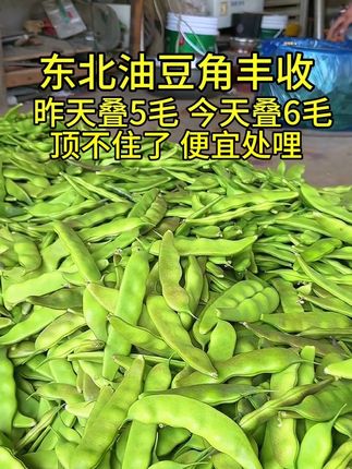 东北油豆角几豆角大量上市,头茬豆角炖肉嘎嘎香#东北九月青油豆角 #几豆角 #东北特色美食 #家香的味道