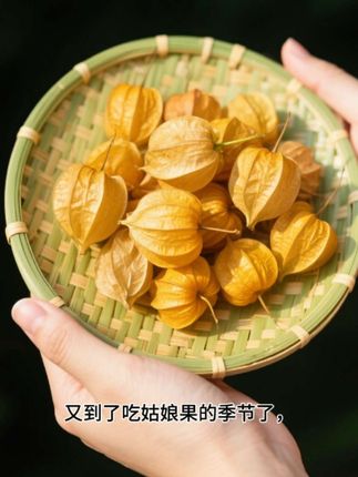 这个特大的姑娘果,比我在超市买的香甜,有喜欢的家人,抓住头茬果快来一起尝个鲜。#农产品 #快来一起尝个鲜 #助农 #好物推荐分享 #种草好物推荐