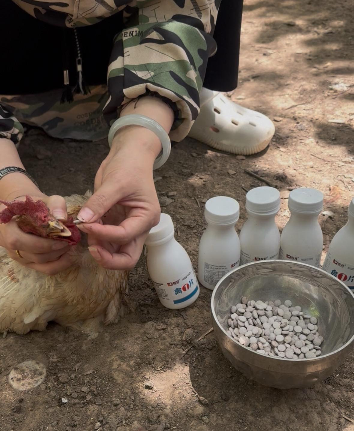 养鸡人#鸡鸭鹅养殖#农村养鸡人