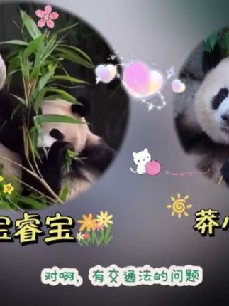 辉宝睿宝有交通法的问题请教莽sir #莽小五 #辉宝睿宝 #熊猫小剧场 #台历挂历