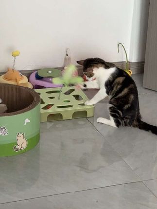 #猫咪猫咪 #可爱小猫咪视频 #猫咪玩具 #逗猫神器 #小猫玩具
