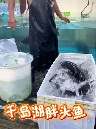 千岛湖深水冷水库区喝着农夫山泉水吃天然饵料自然生长的胖头鱼,自己吃请客聚餐吃,中秋佳节送礼#千岛湖胖头鱼 #活鱼打包 #原产地直发 @DOU+小助手