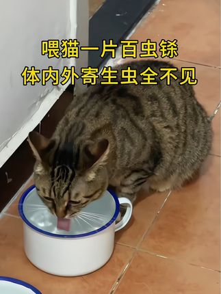 #猫猫 #驱虫#萌宠出道计划 #科学养宠攻略 #萌宠好物