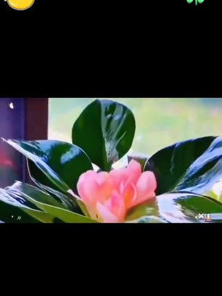家里有睡眠质量不好的,建议养两盆#金钻,又叫#绿公主 它不仅可以净化空气,还可以镇宅 旺家!#绿植#花卉绿植 #生活小妙招