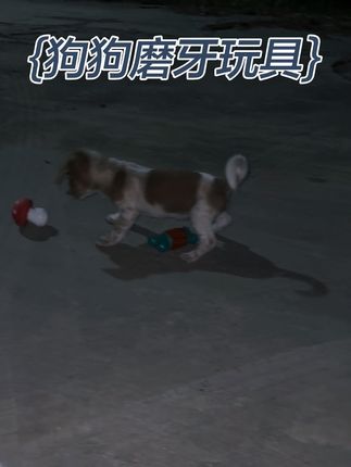 小蘑菇玩具太有意思啦,磨牙,咬不烂的小蘑菇#家有中华田园犬 #小狗🐶 #狗子的幸福 #狗狗玩具 #狗狗磨牙玩具