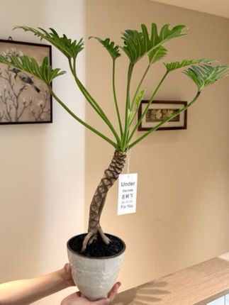 老桩龙鳞小天使春羽竹芋海芋盆栽盆景室内客厅好养观叶花卉绿植#家居好物 #绿色植物盆栽客厅 #室内绿植 #养花小知识 #绿植盆栽