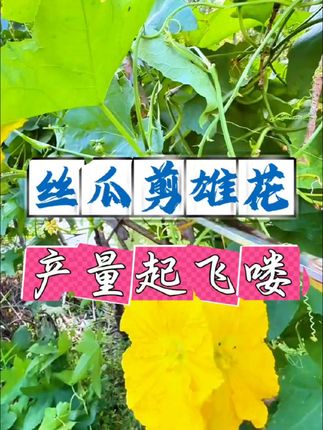 #丝瓜 #丝瓜种植 #丝瓜种植技术 #三农种植 #农业种植 丝瓜剪雄花产量起飞喽