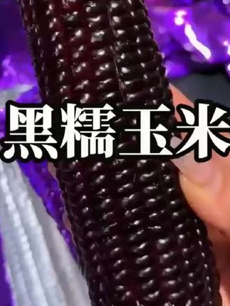 吃一次就爱上的糯香黑玉米,软糯香甜!早餐晚餐当作主食,健康又营业#看过来 #重要事情说三遍 黑糯玉米