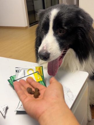 给憨歪歪吃点维生素减少泪痕对骨骼也好,而且喂这个跟喂零食一样简单#宠物零食 #家有馋狗 #萌宠好物 #边牧