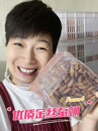 优质金丝蚕蛹 当季新鲜蚕蛹肉质饱满味道鲜嫩 丰富的汁液满足我们的味蕾 自己仓库发货优质蚕蛹让您尝尽美食#蚕蛹#强烈推荐 #优质蛋白质#抖音美食推荐官 #抖音好货推荐给你