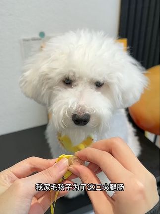 佩妮火腿肠,今天还有优惠活动,赶紧给你家狗狗安排上吧#萌宠 #治愈系宠物 #这个世界不能没有小狗 #宠物陪伴 #养宠日常