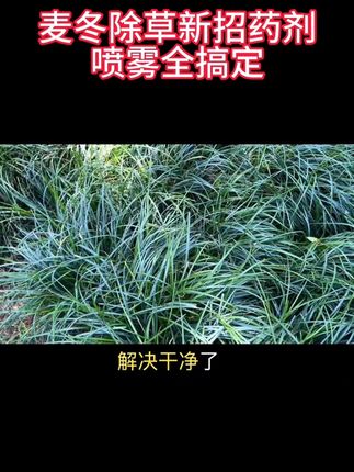 麦冬除草新招药剂喷雾全搞定#卫绘 #麦冬地除草剂@抖音小助手