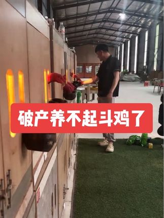 被斗鸡吃破产了“太能吃斗鸡打料了”每条吃斗鸡打料太凶猛了。限时活动视频同款:鸡有抓紧时间抢购