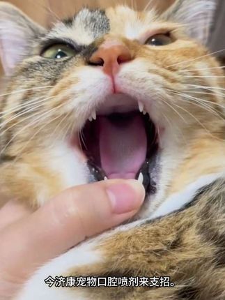 猫咪肉芽肿口腔喷剂嗜酸性嘴唇溃烂牙龈红肿流口水专用口腔喷雾#养猫新手 #猫咪 #萌宠 #科学养宠攻略 #养猫人